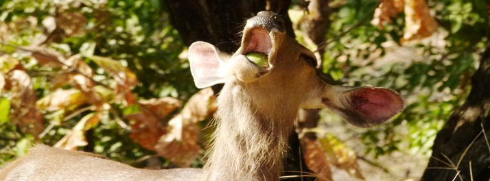 717/Taj Pashan Garh Panna National Park - Panna 19.jpg